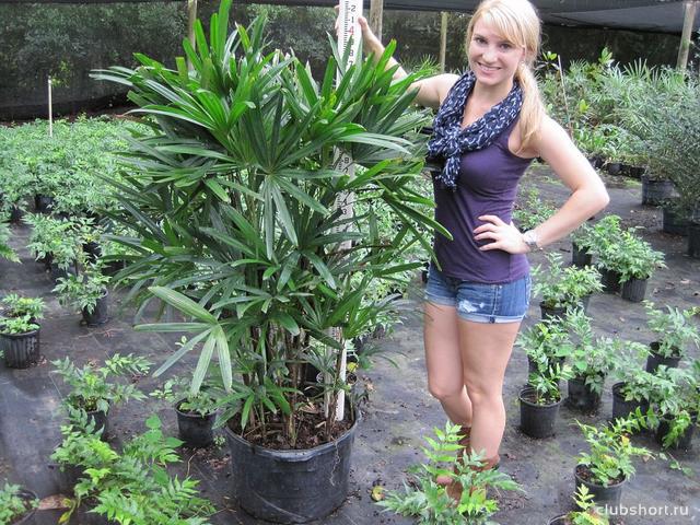 43851_rhapis-excelsa-lady-palm-1000054346.jpg